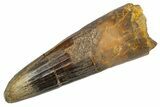 Fossil Spinosaurus Tooth - Real Dinosaur Tooth #305671-1